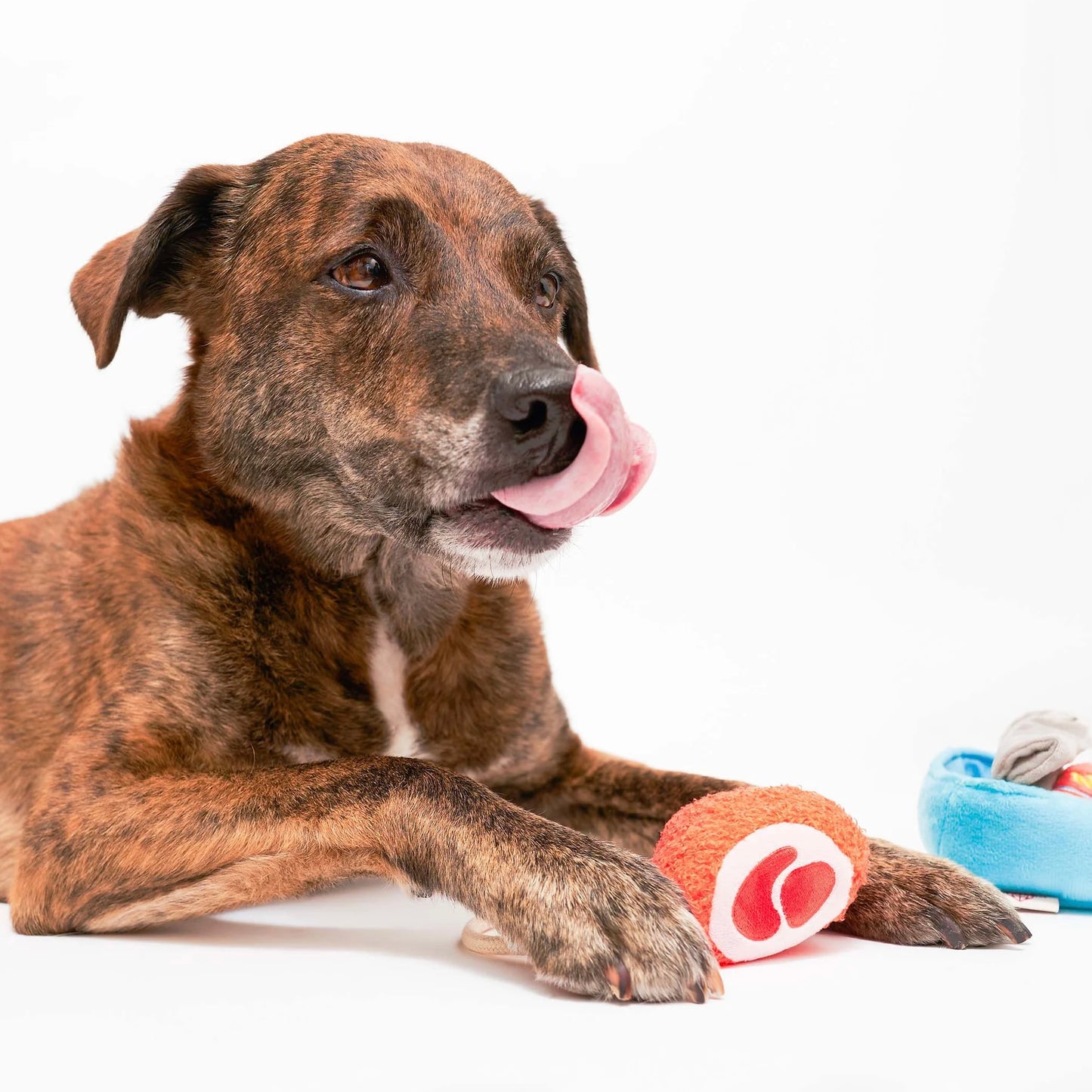 Tinned Jamón Nosework Toy