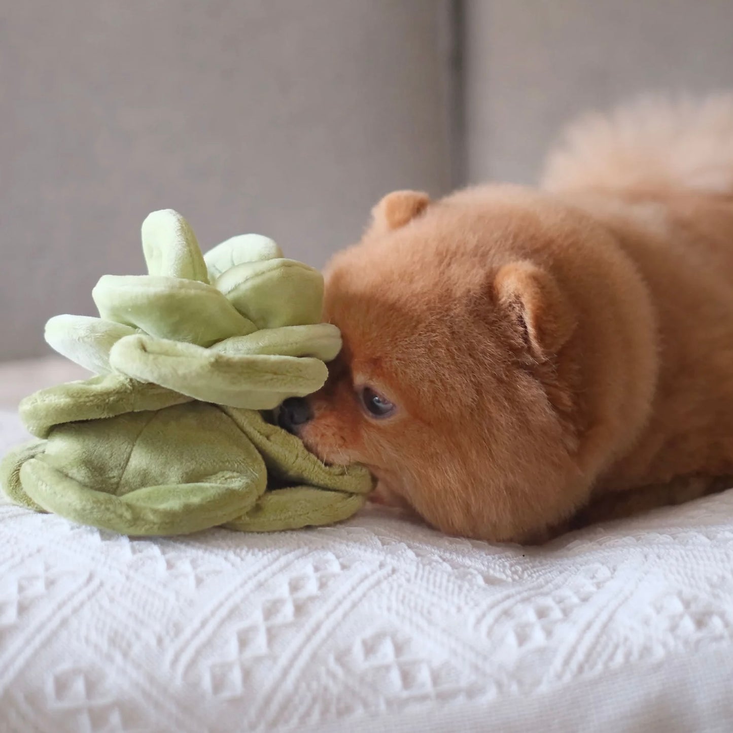 Snuffle Cabbage Nosework Toy