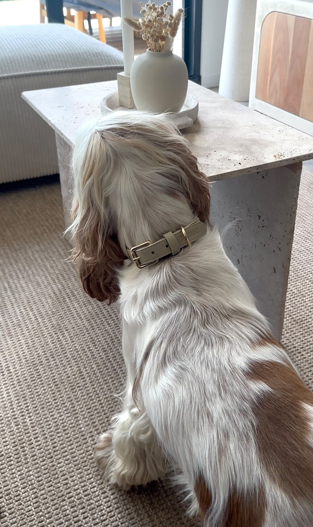 Dog Collar - beige