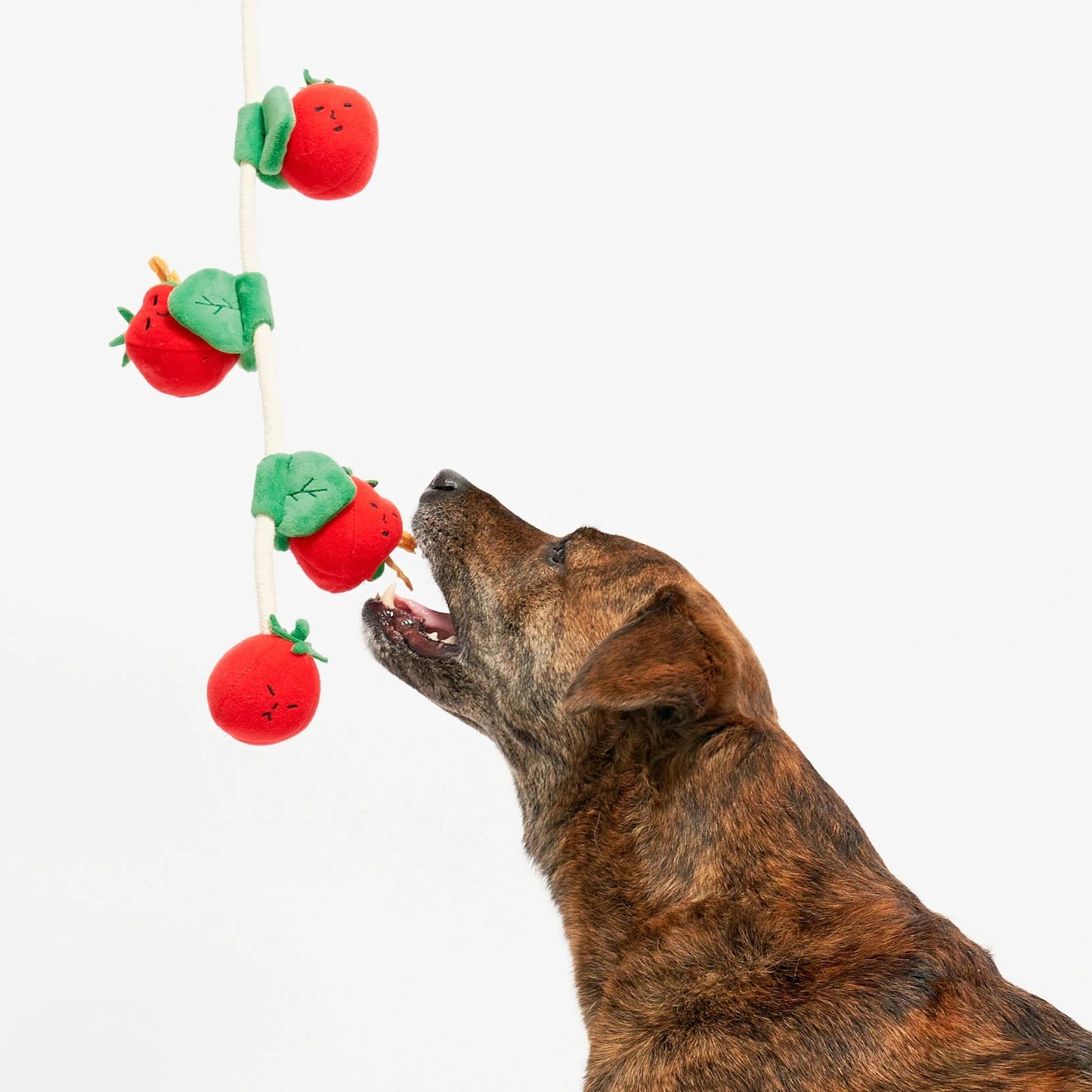 Cherry Tomato Nosework & Tug Toy