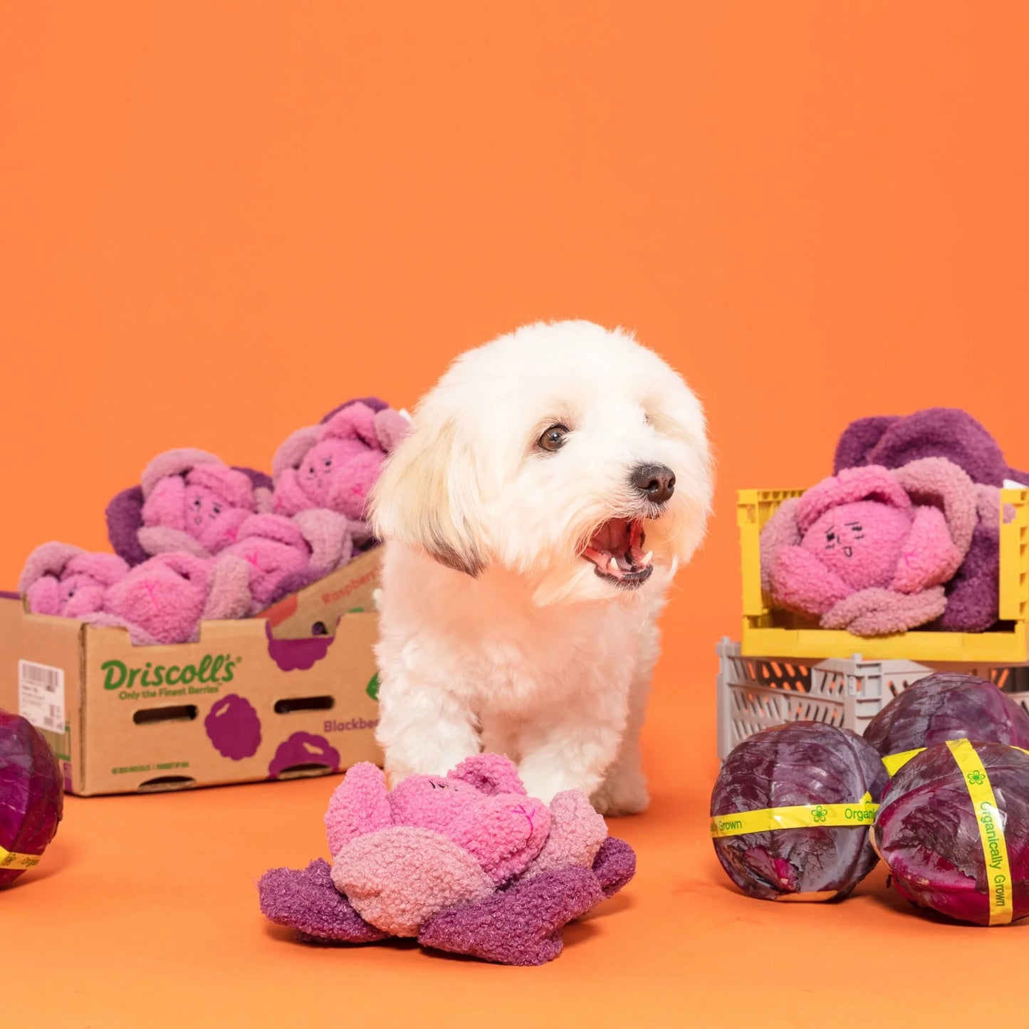 Red Cabbage Nosework Toy