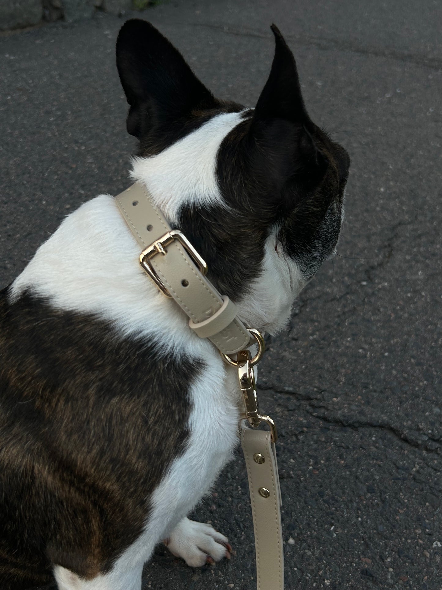 Dog Collar - beige