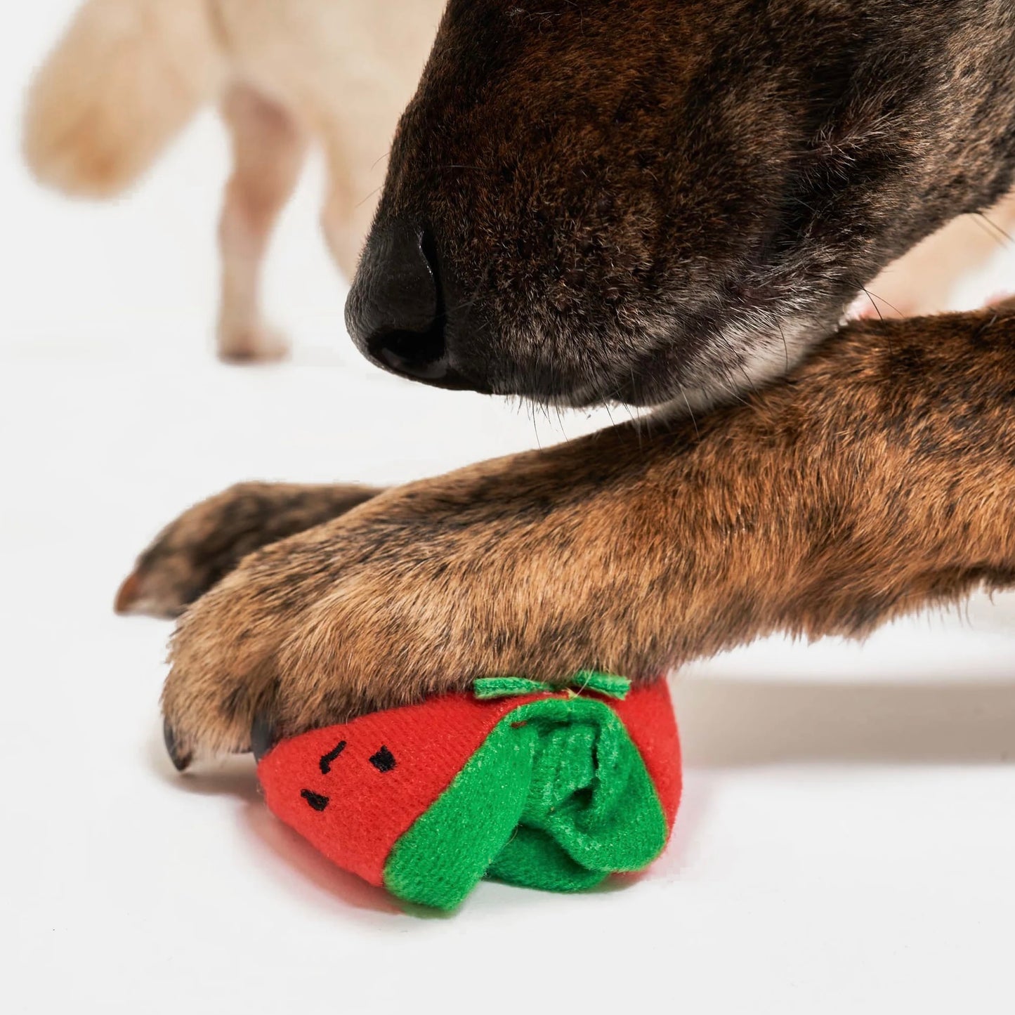 Cherry Tomato Nosework & Tug Toy