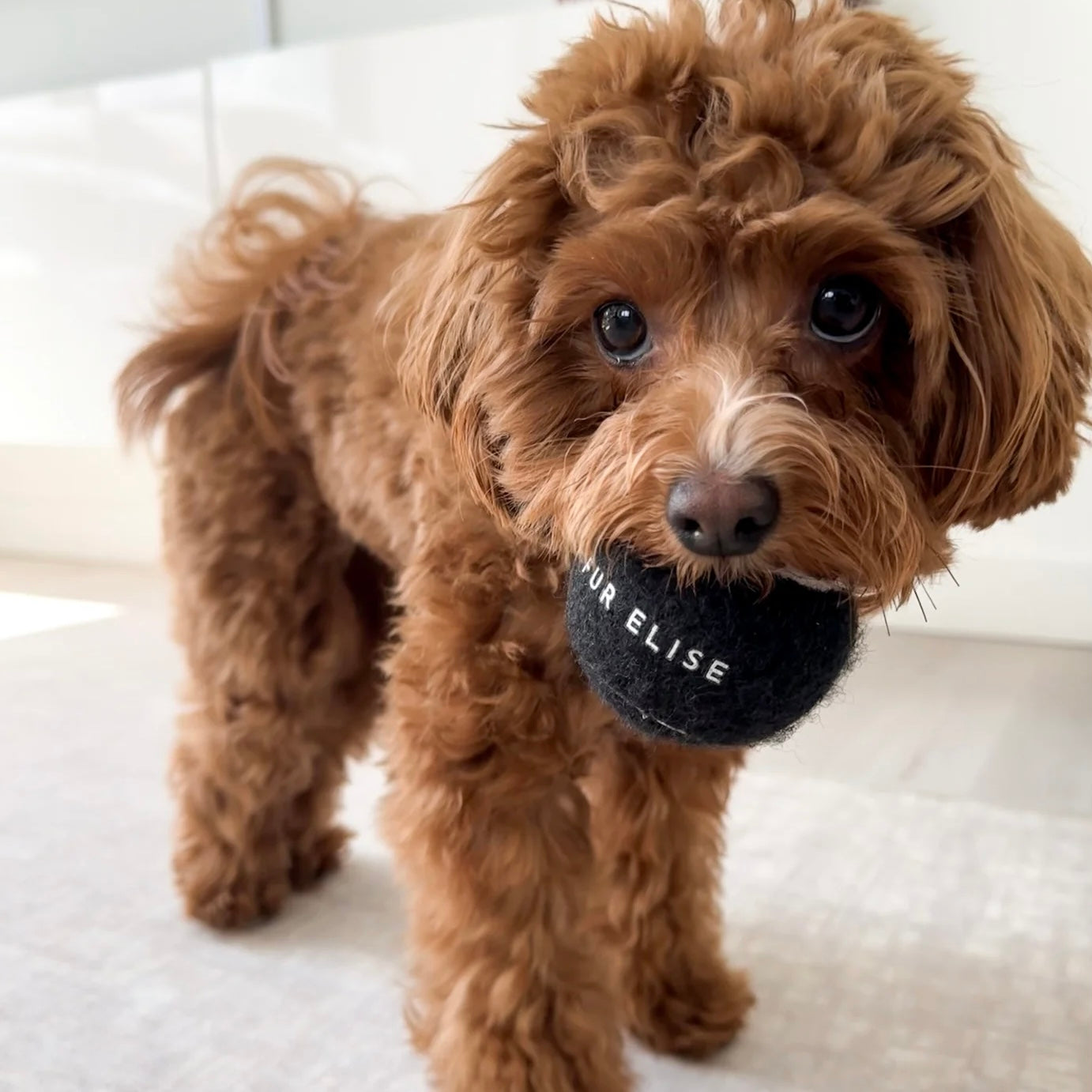 So Fetch! Tennis Ball - Noir