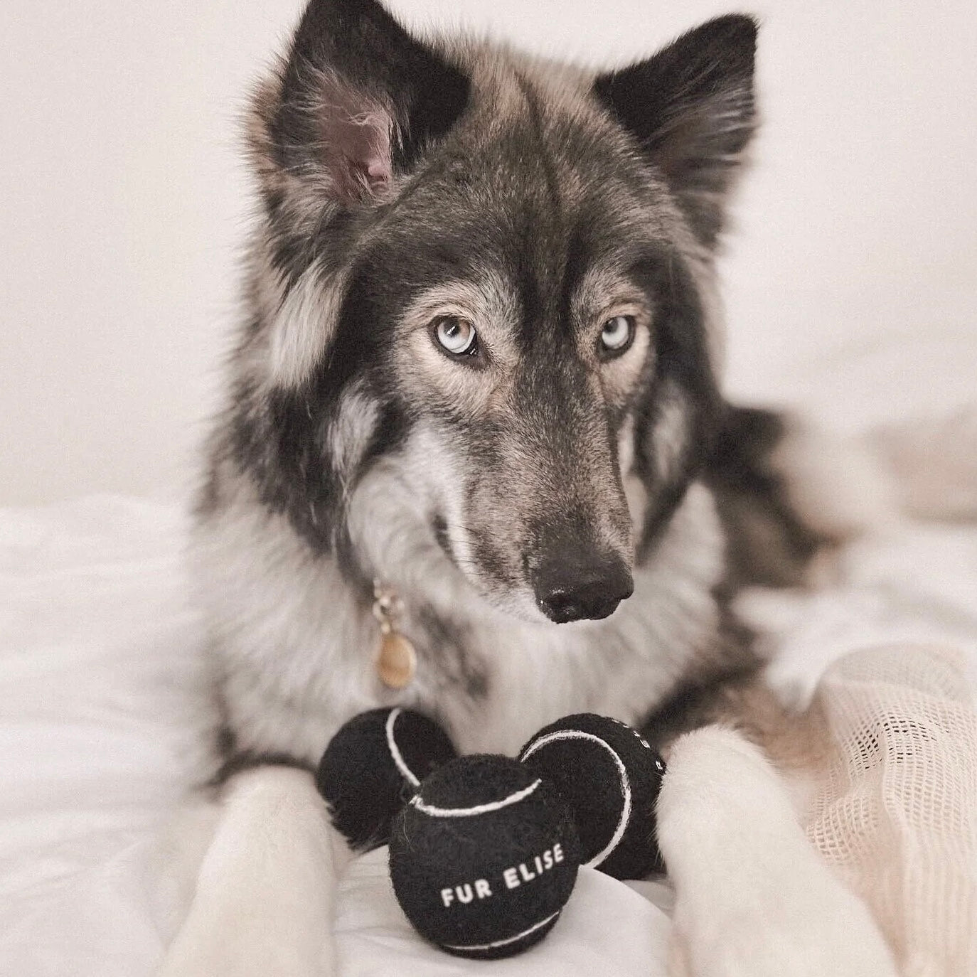 So Fetch! Tennis Ball - Noir