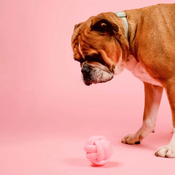 Knotball Squeaky Dog Toy