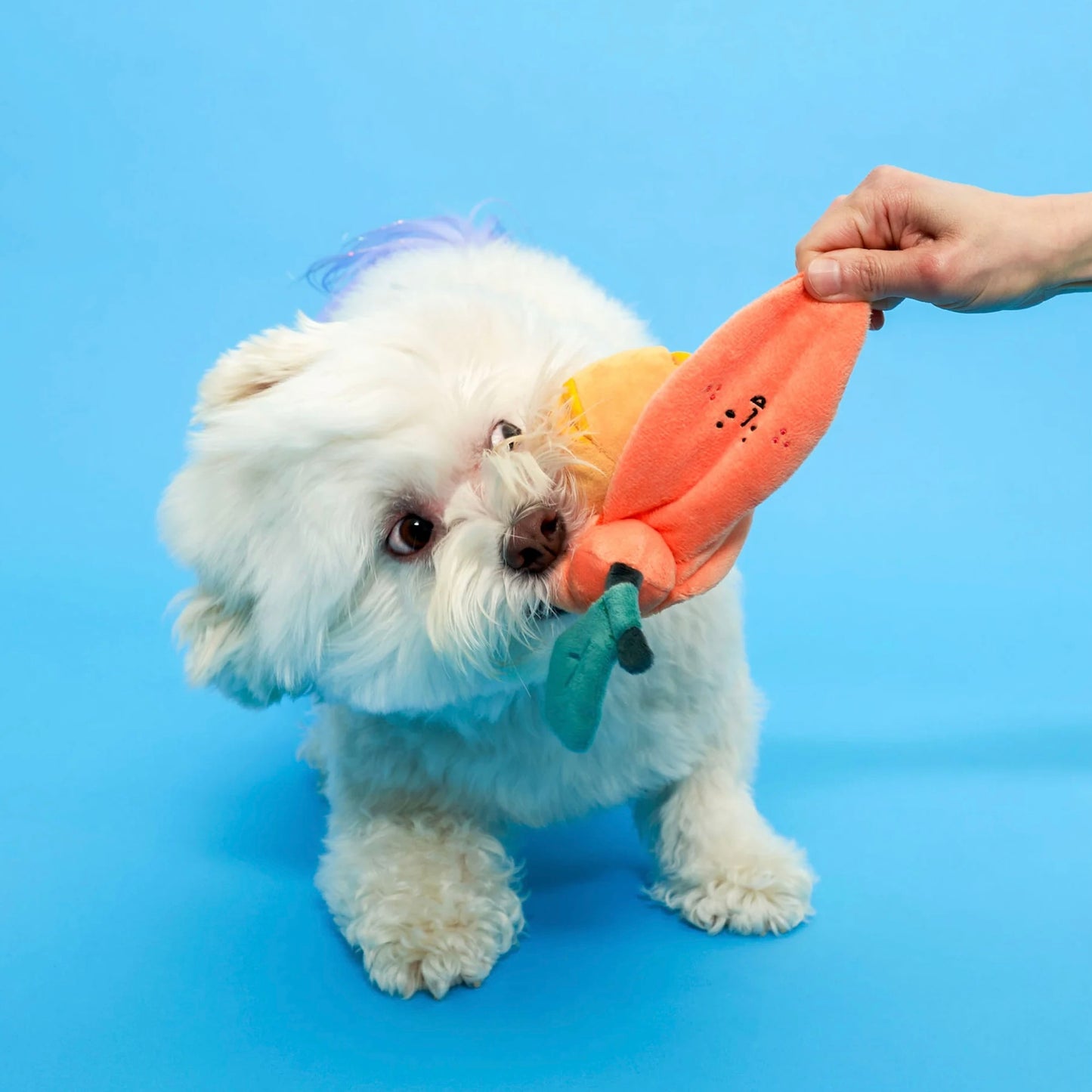 Orange Nosework Toy