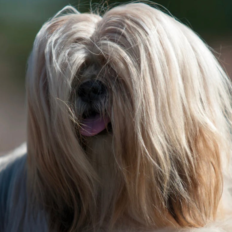 Detangling spray No Drama