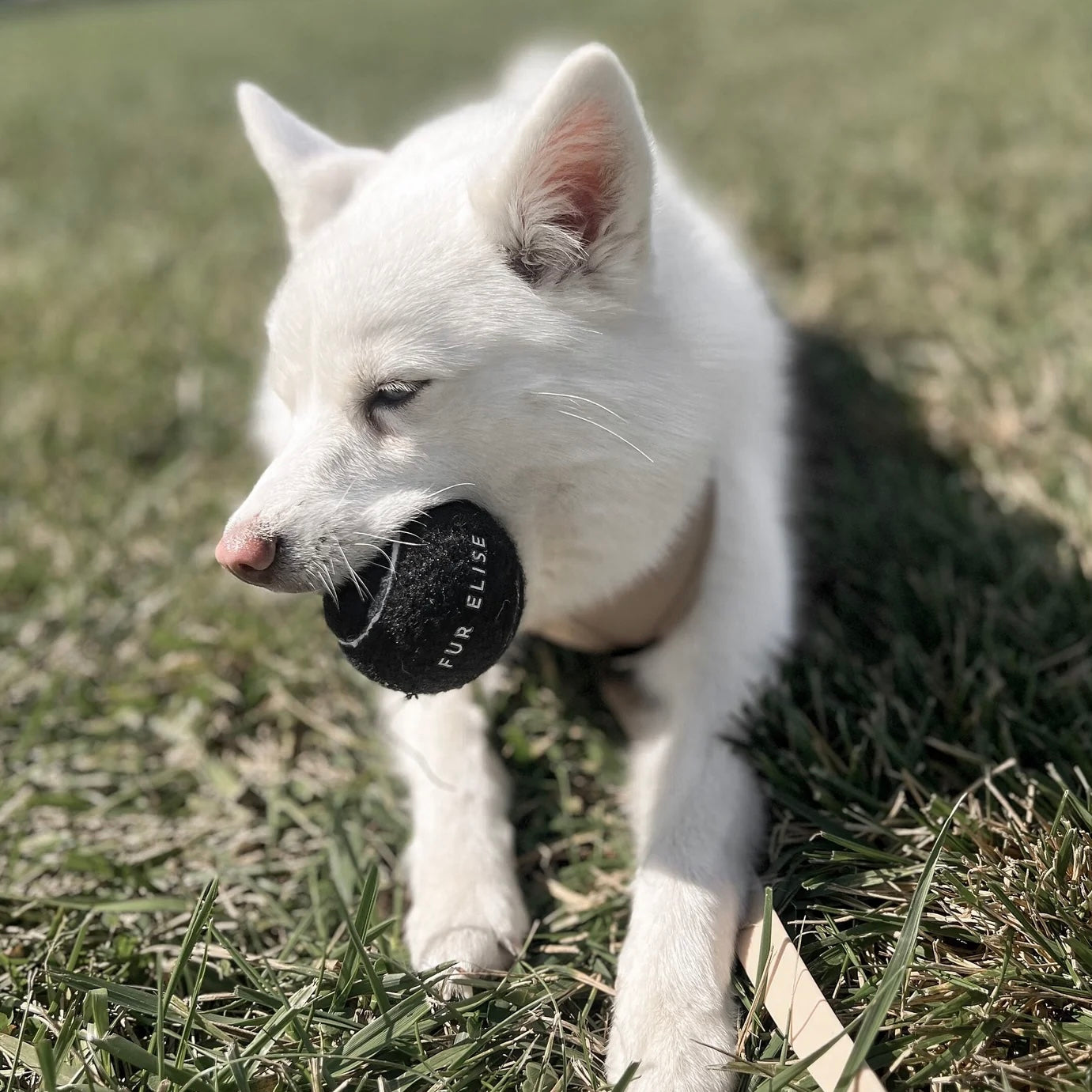 So Fetch! Tennis Ball - Noir