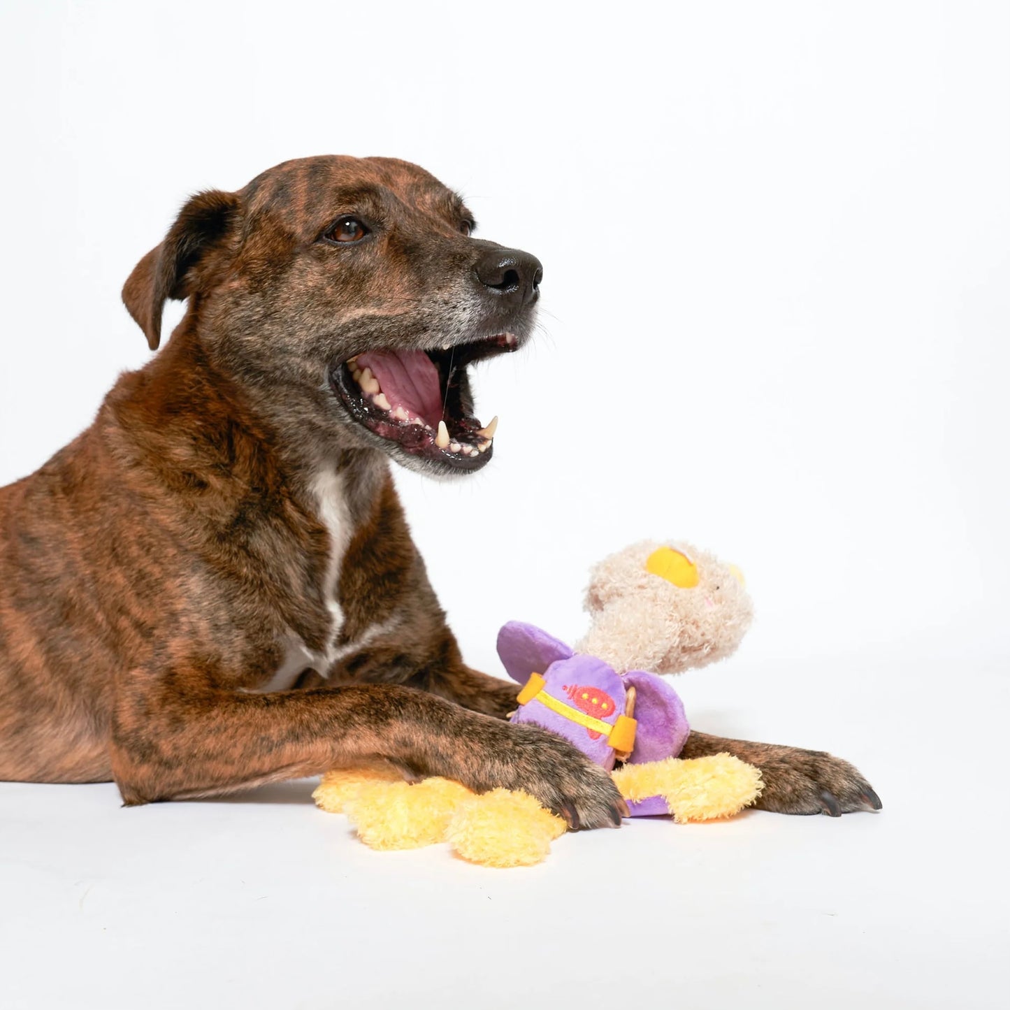 Ostriken Nosework Toy