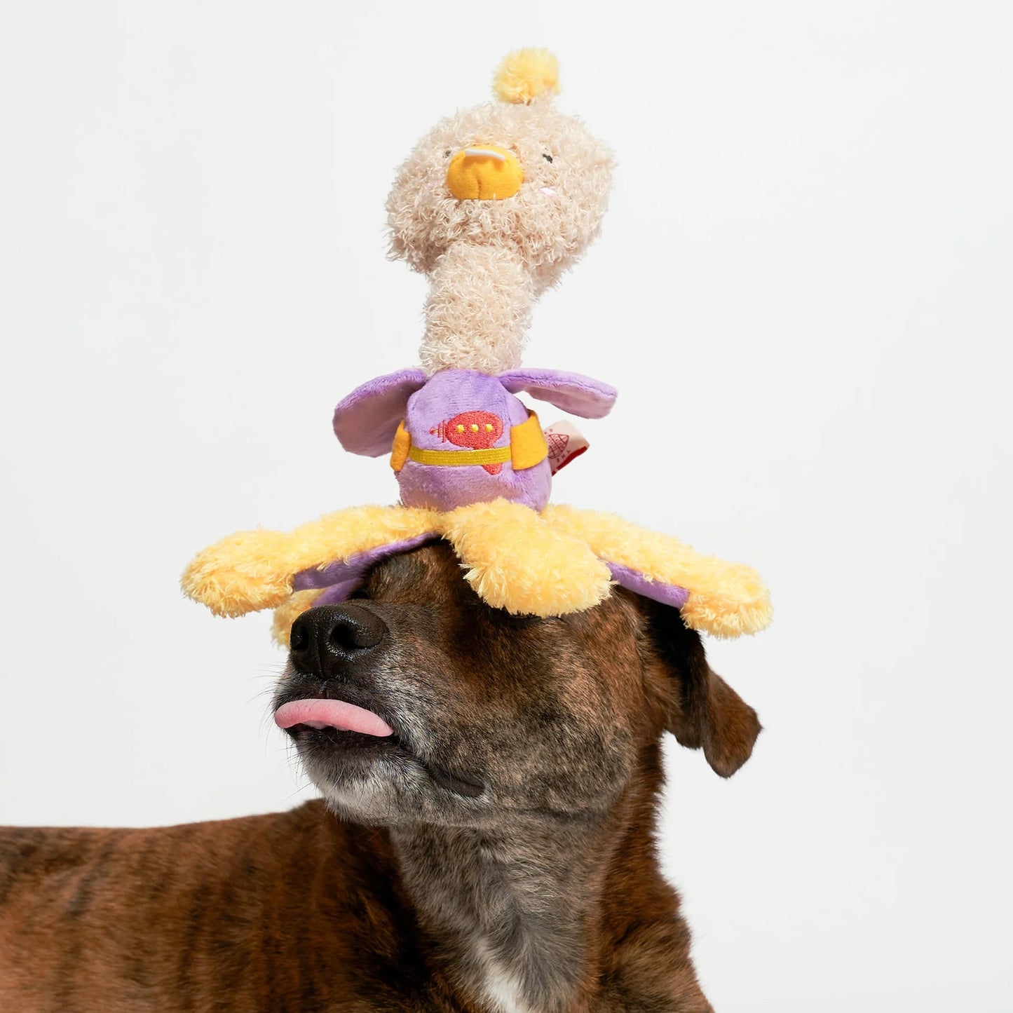 Ostriken Nosework Toy