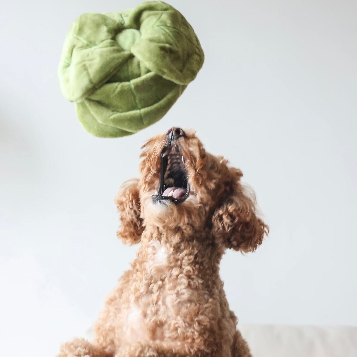 Snuffle Cabbage Nosework Toy