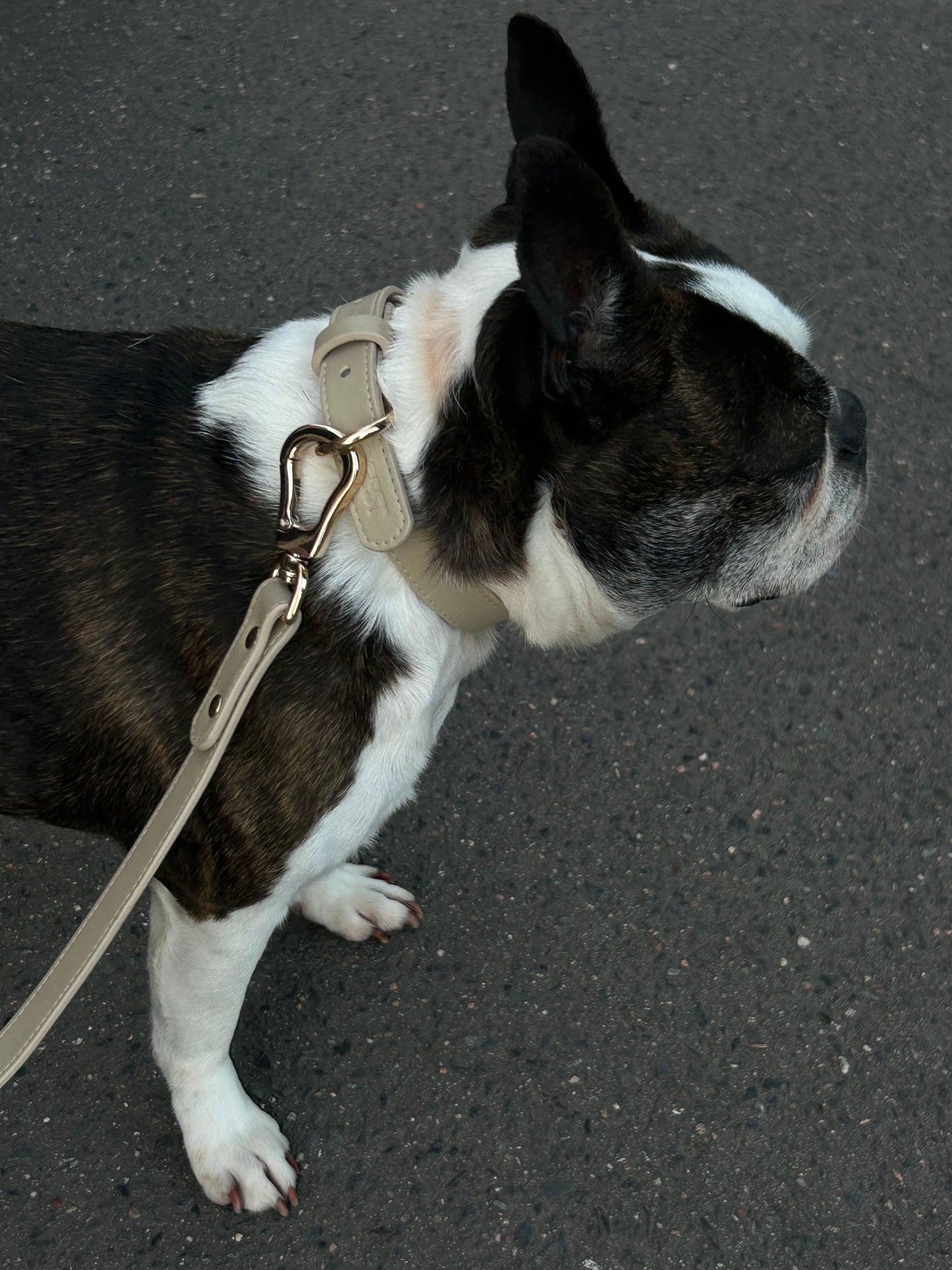 Dog Collar - beige