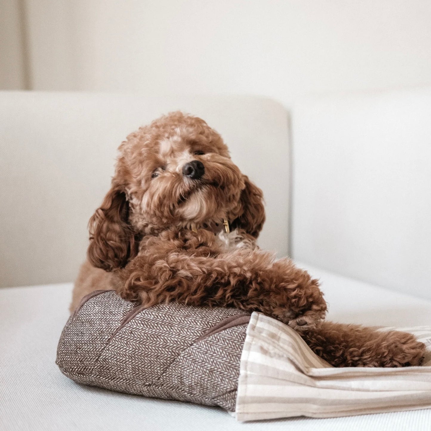 Rye Enrichment dog toy