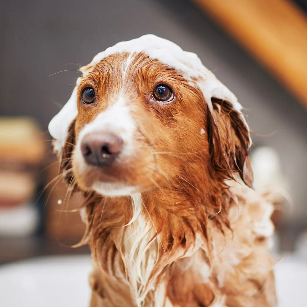 Dry Foam Shampoo SOS