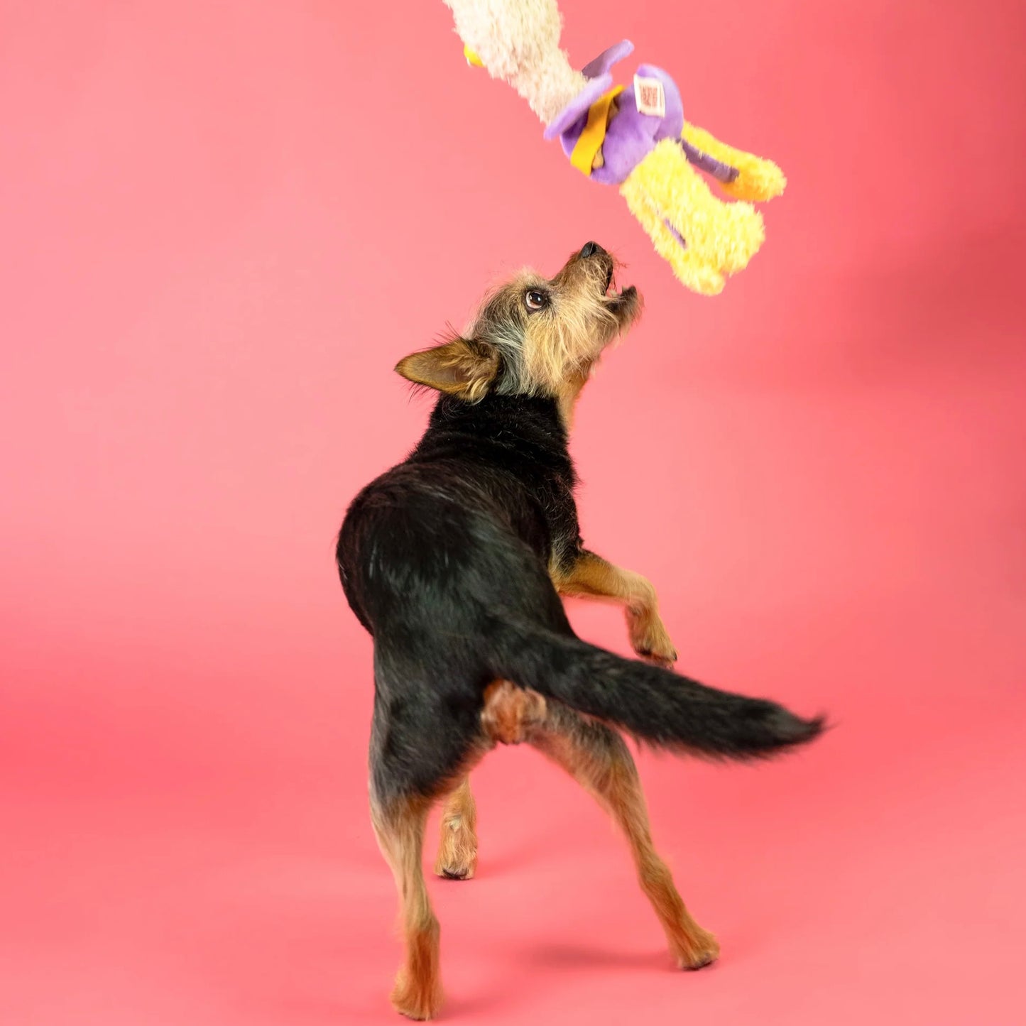 Ostriken Nosework Toy