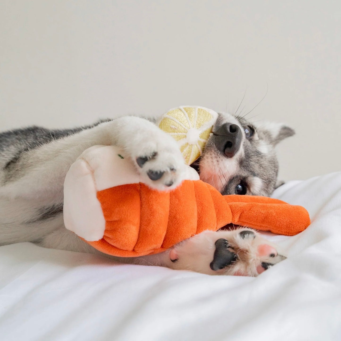 Grilled Lobster Nosework Toy