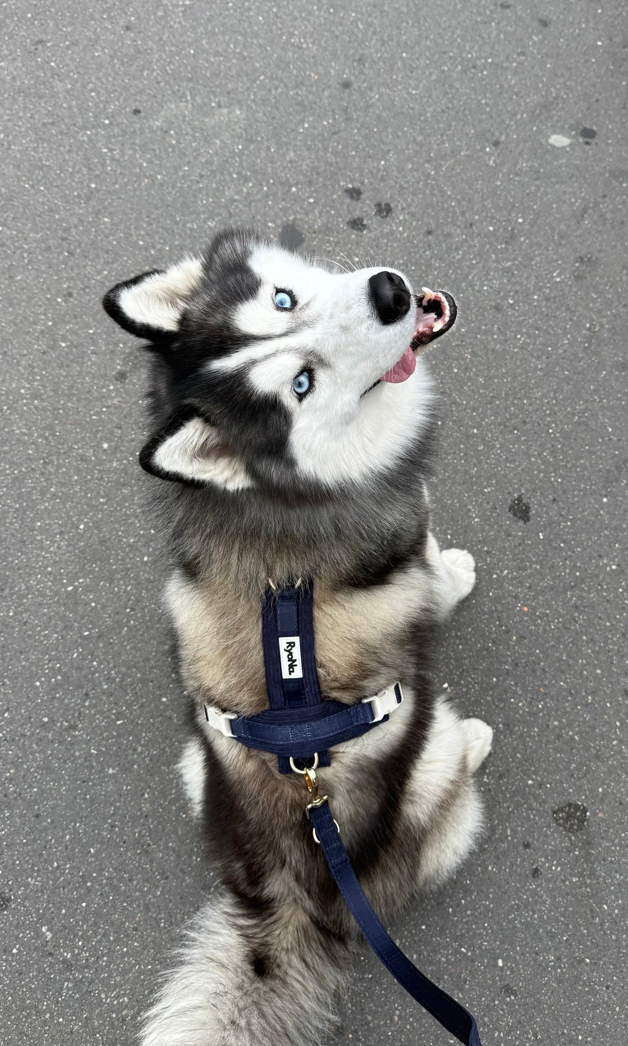 Soft Ribbed Velour Y-Design Dog Harness Navy Blue