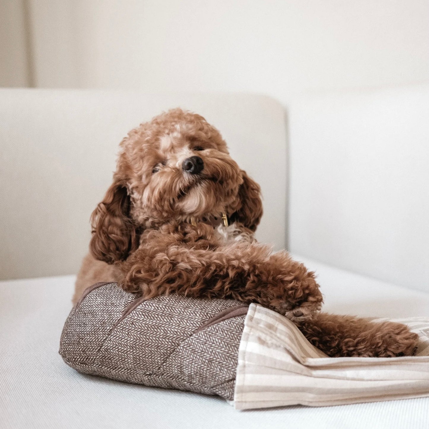 Rye Enrichment dog toy
