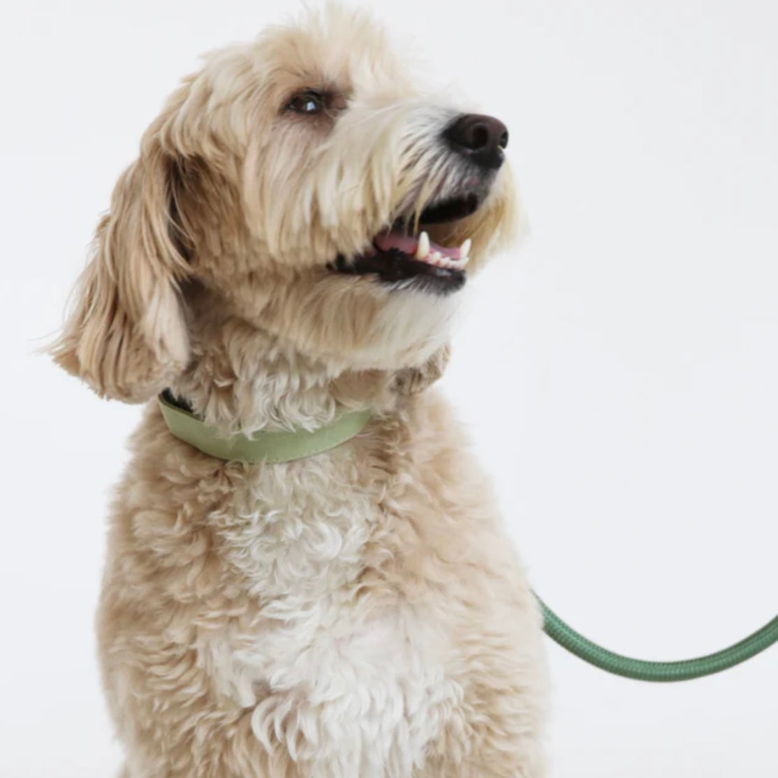 Dog collar Sage Green