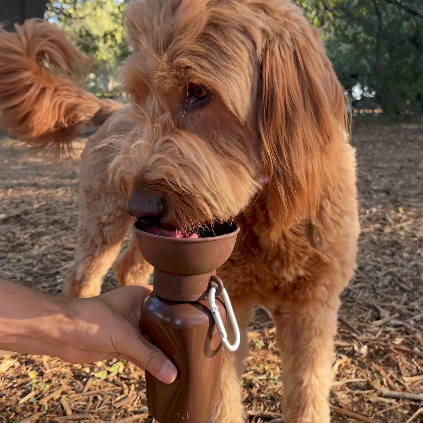 Flip Dog Water Bottle Brown LIMITED EDITION