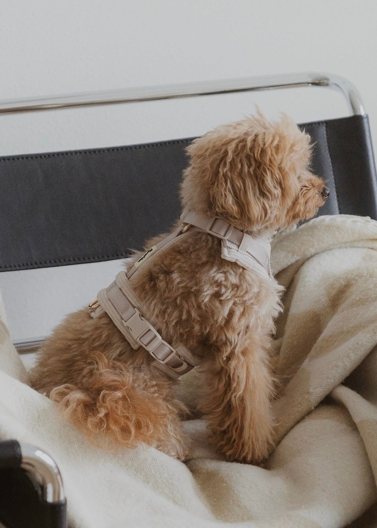 Soft Ribbed Velour Y-Design Dog Harness Beige