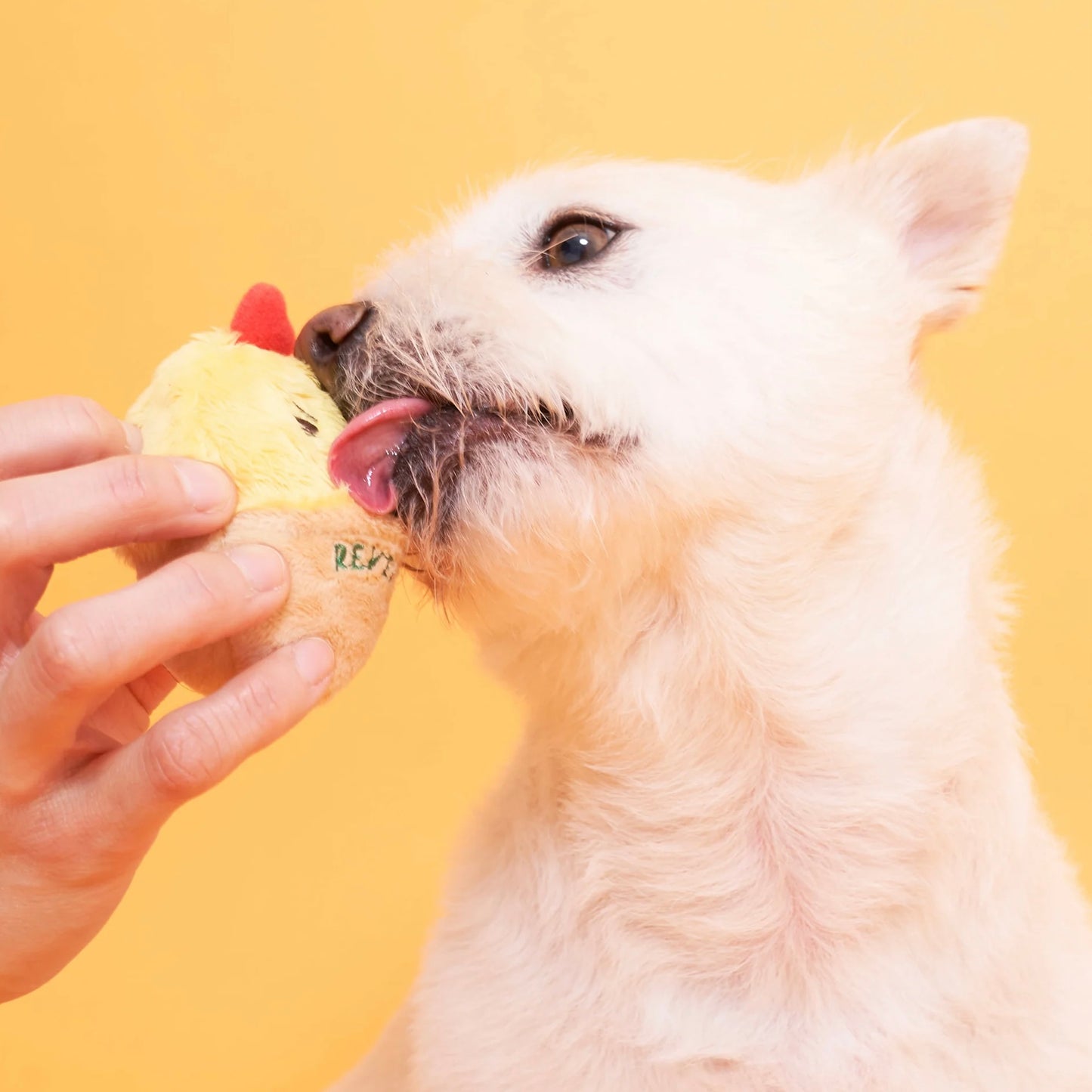 AAA+ Egg Nosework Toy