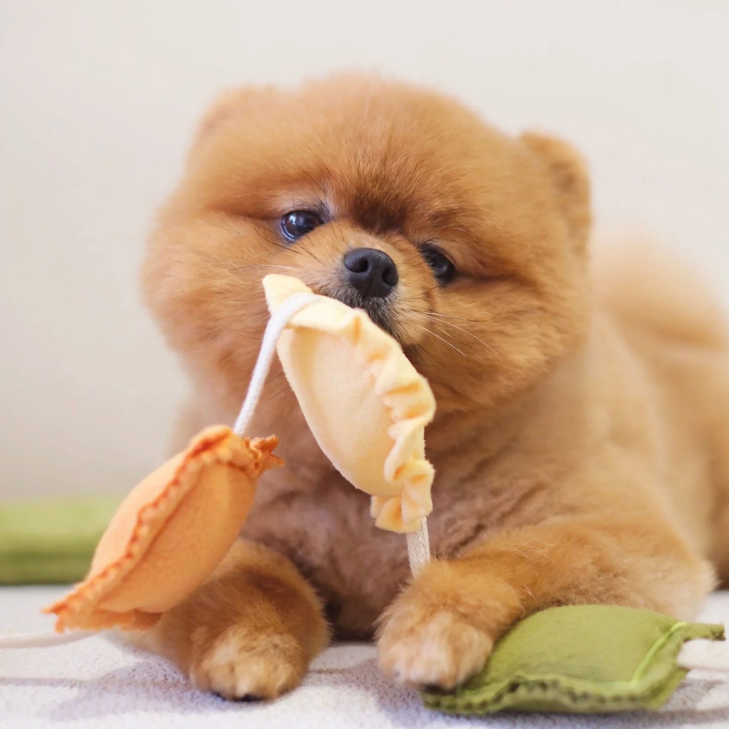 Ravioli Nosework Toy