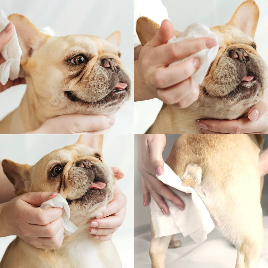 Aloe Vera & Chamomile wet wipes for dog & cat mini