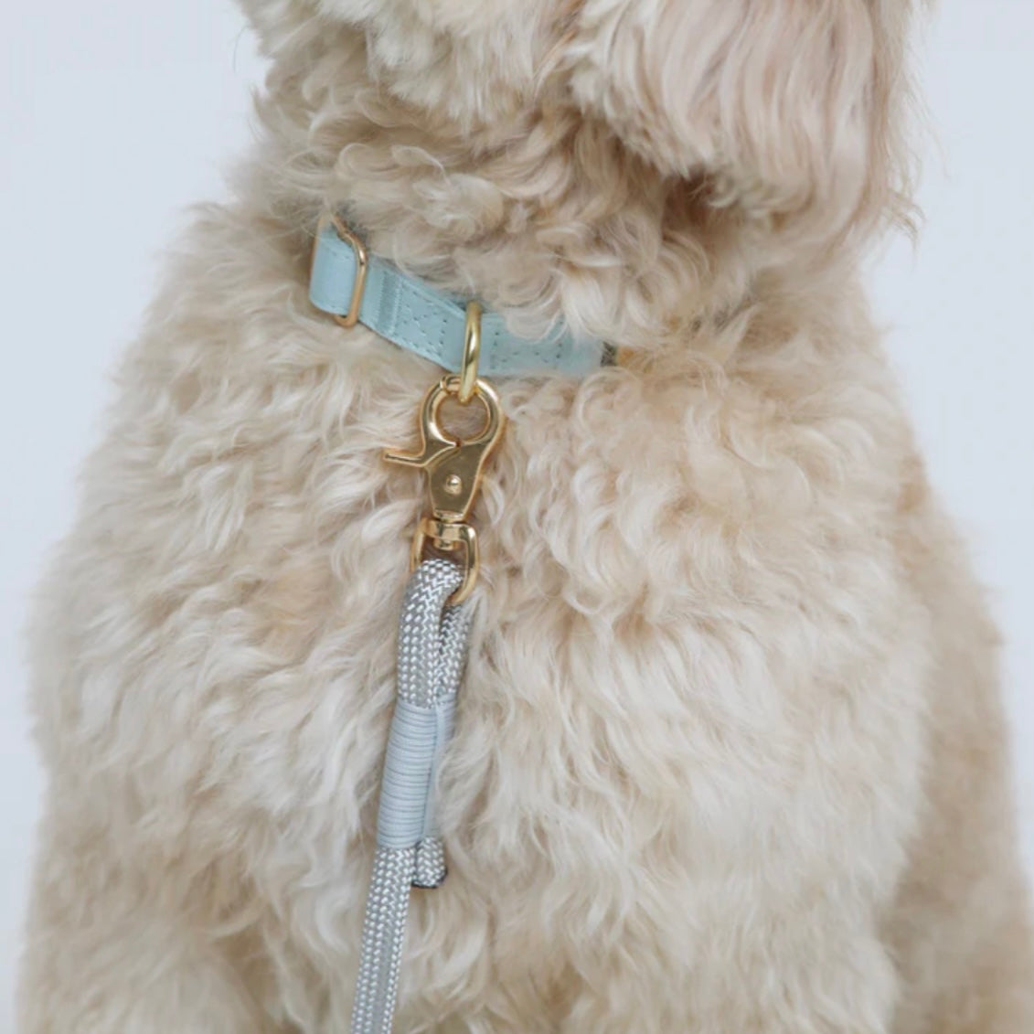 Dog collar Baby blue
