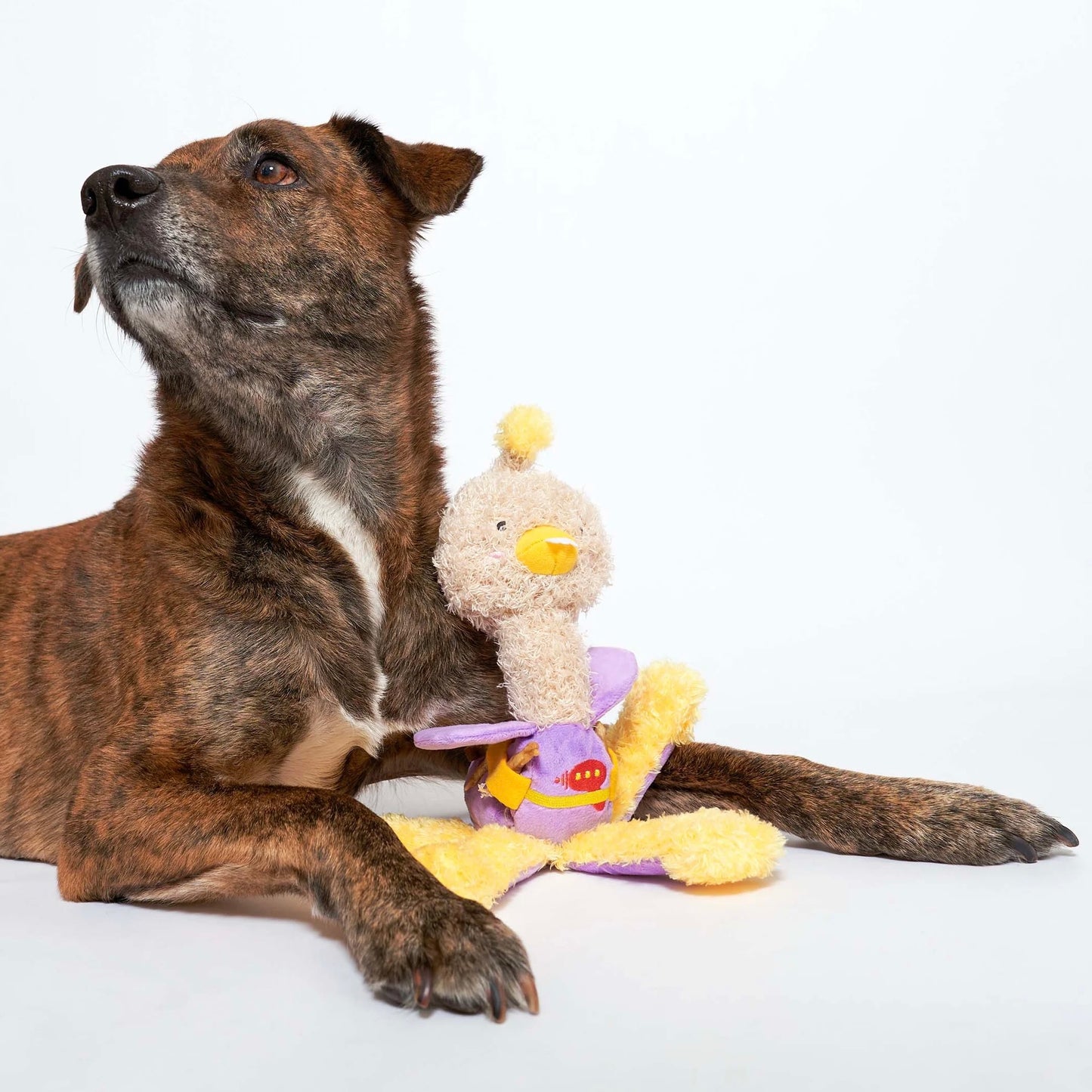 Ostriken Nosework Toy