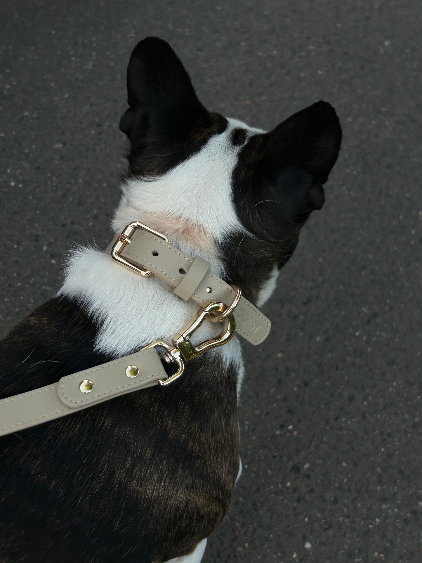 Dog Collar - beige