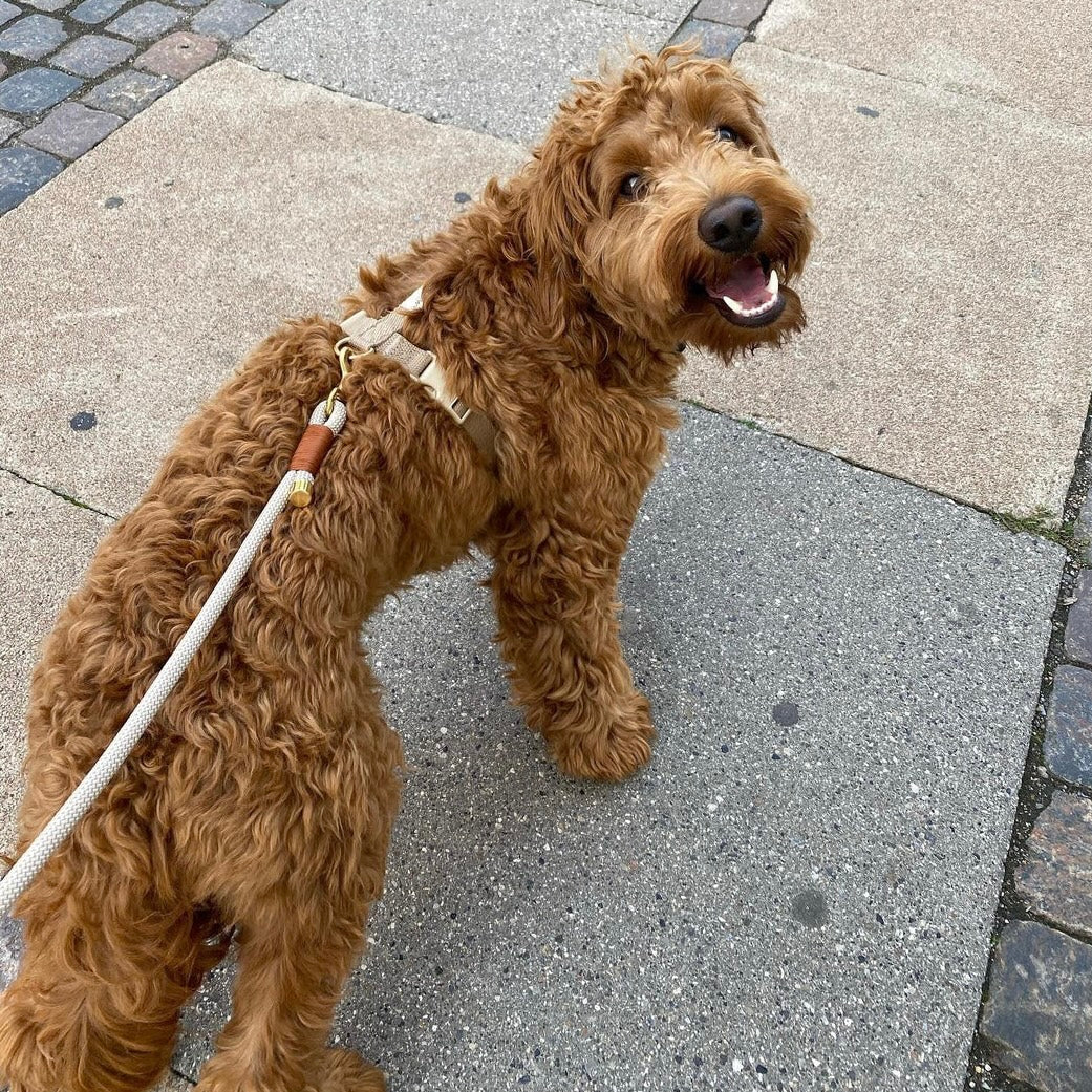 Dog Leash Chai latte