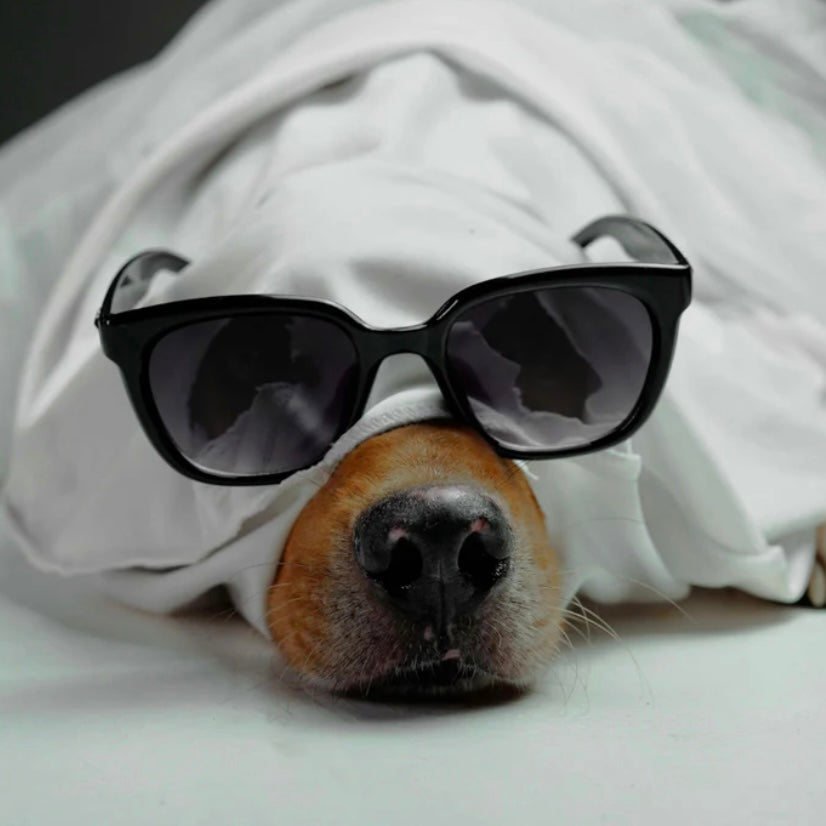 Dog Luxury Perfume bergamot and vanilla