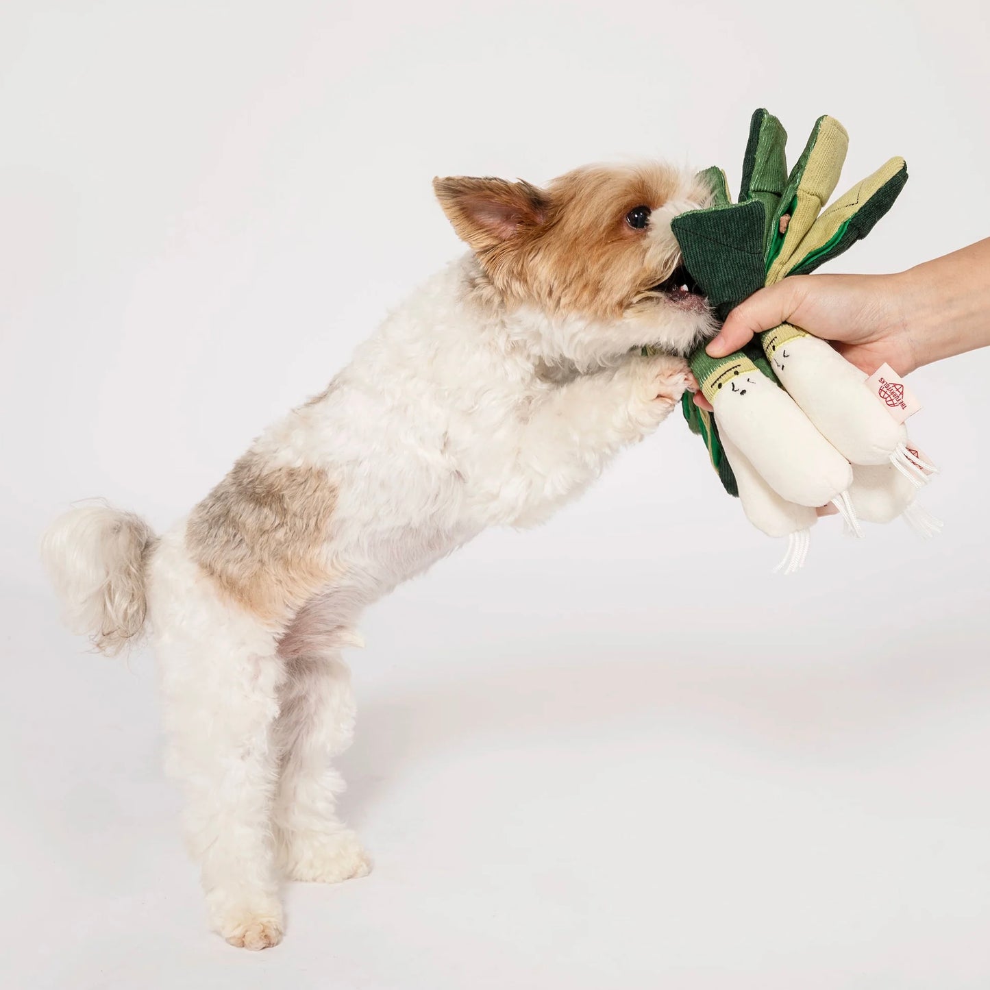 Green Onion Nosework Toy