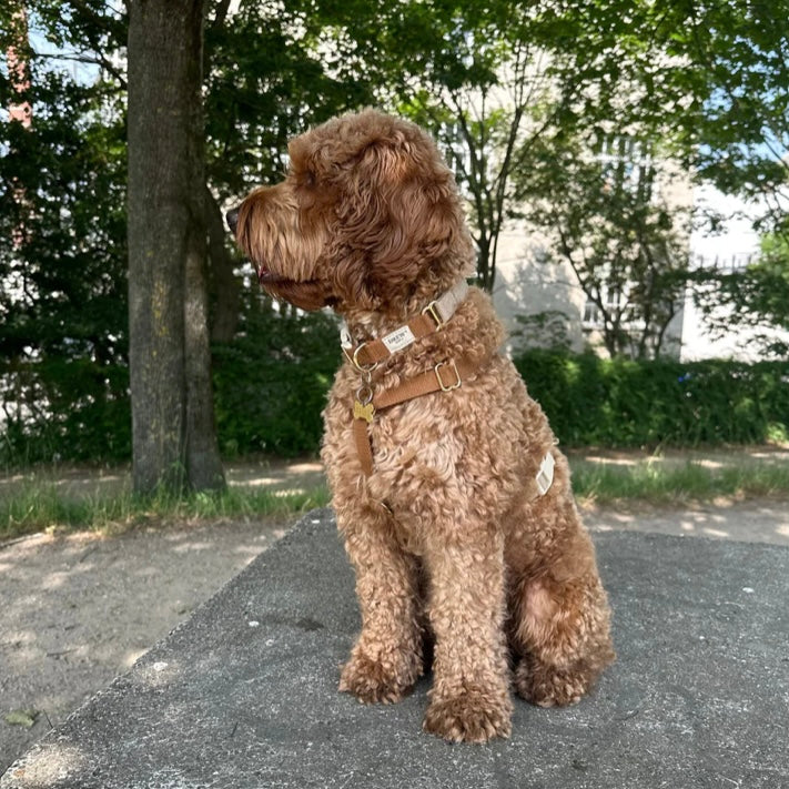 Cortado Dog Collar beige/brown