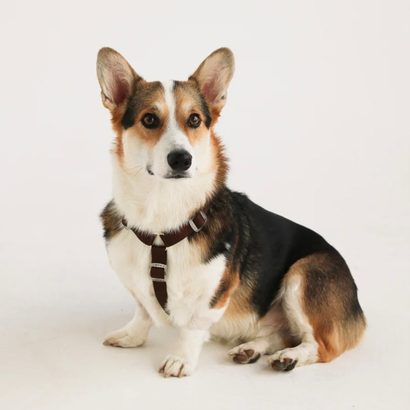 Brown and Tan Dog Harness