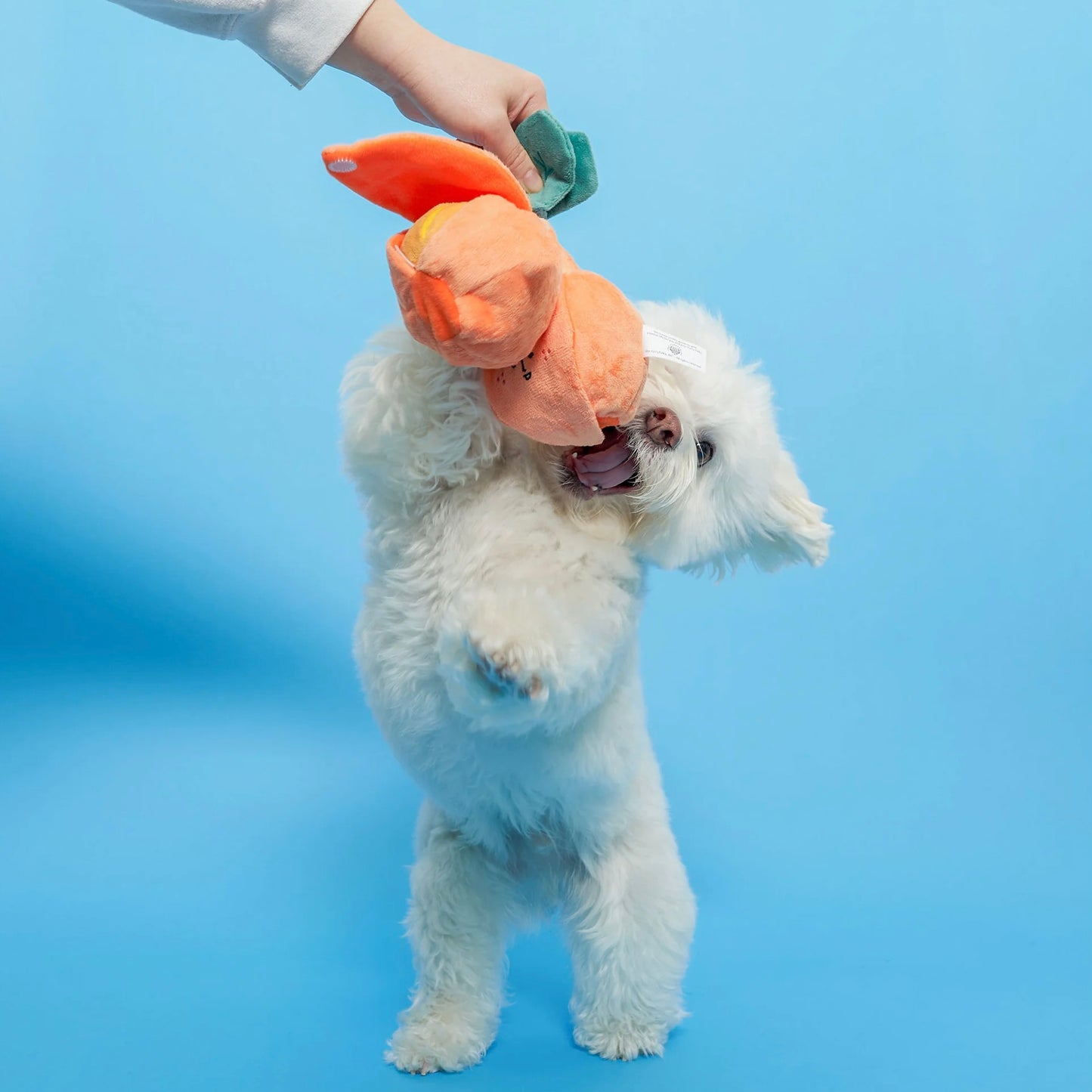 Orange Nosework Toy