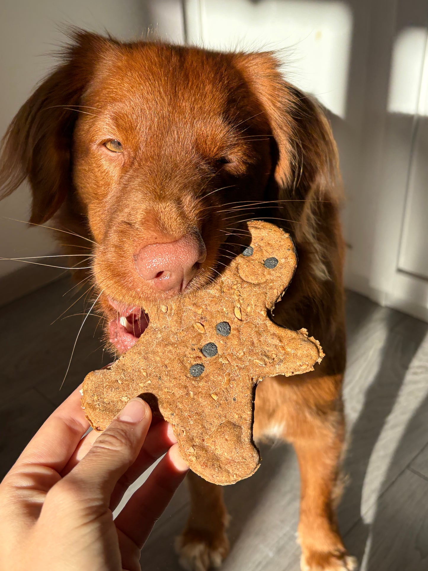 Gingerbread cookie
