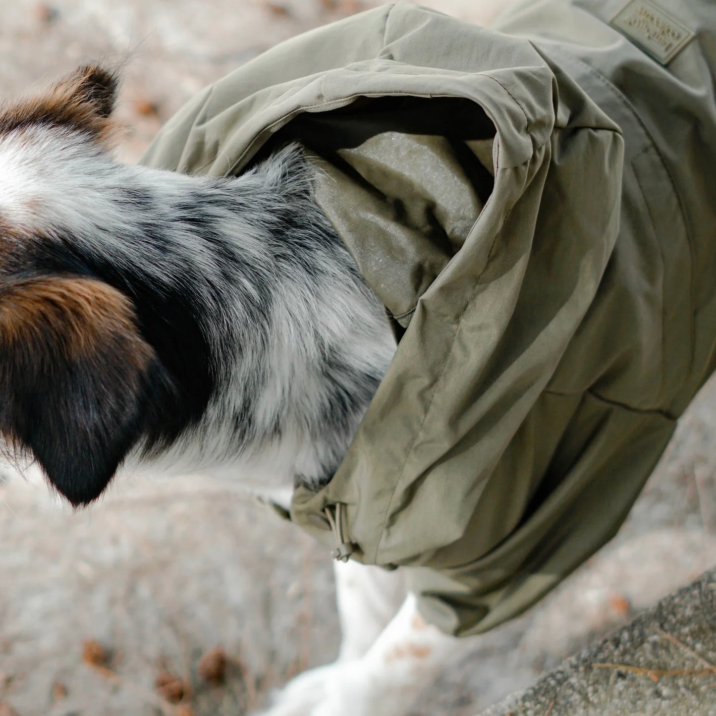 Brooklyn Dog raincoat green