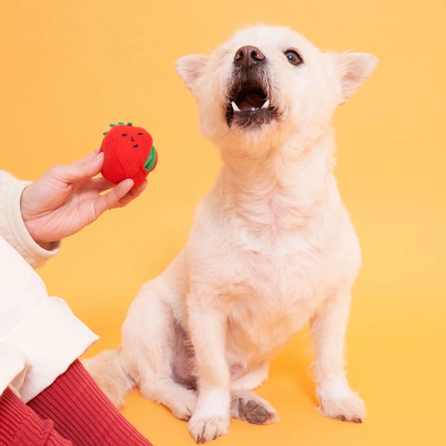 Cherry Tomato Nosework & Tug Toy