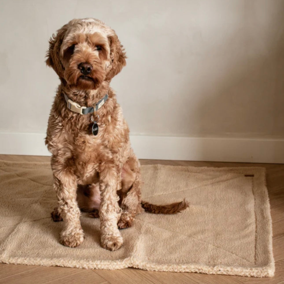 Soft dog blanket in teddy fleece beige