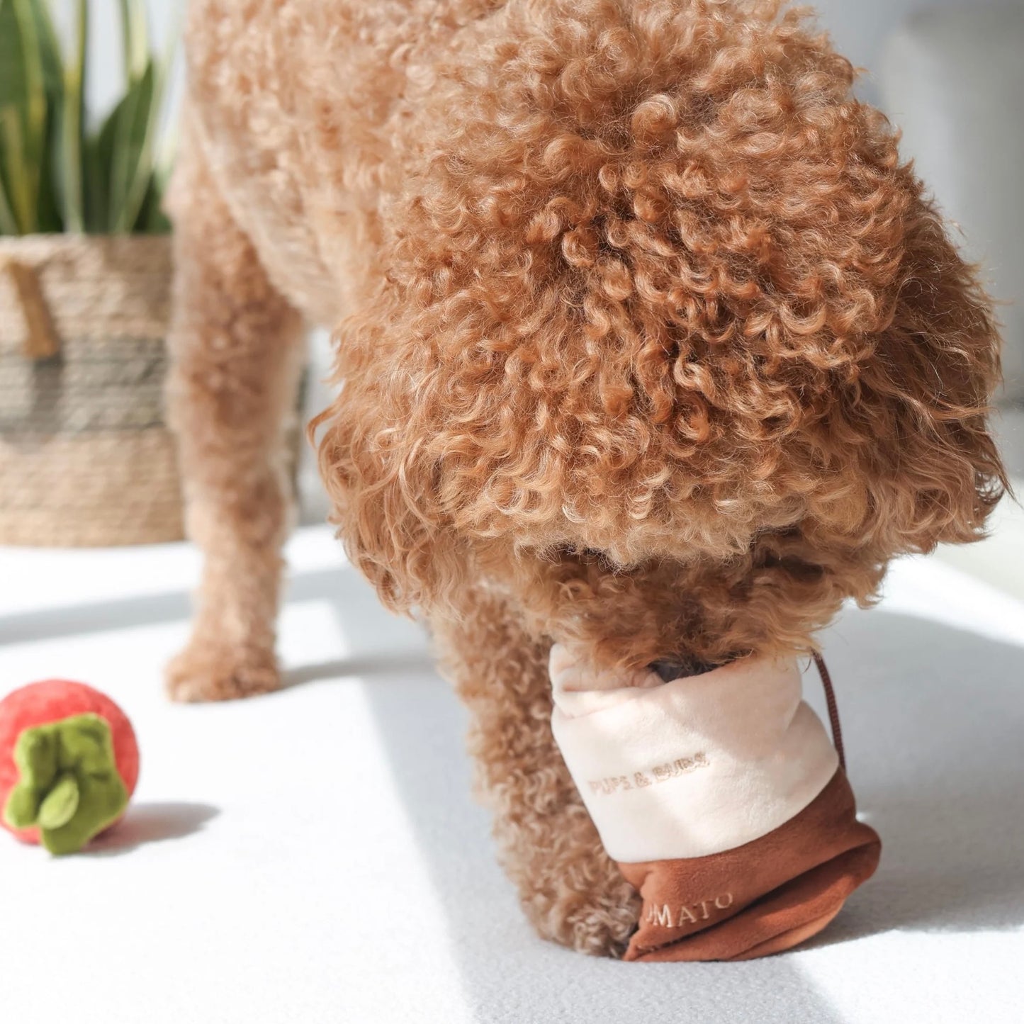 Tomato Soup Nosework Toy