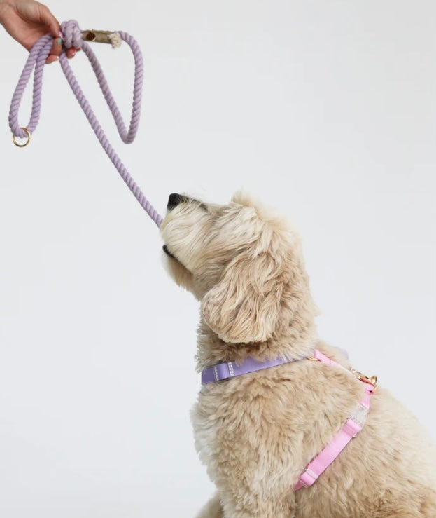 Lavender and Rose Dog Harness