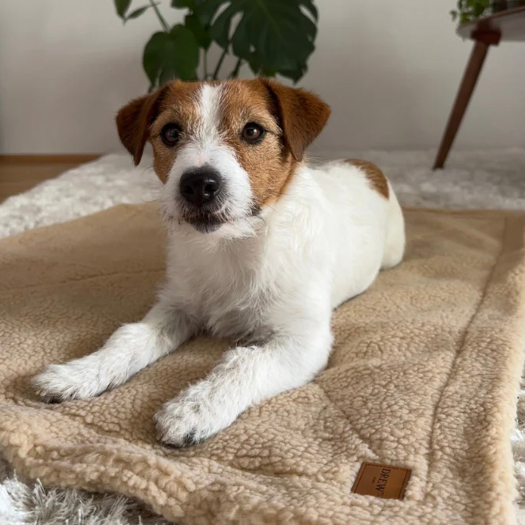 Soft dog blanket in teddy fleece beige