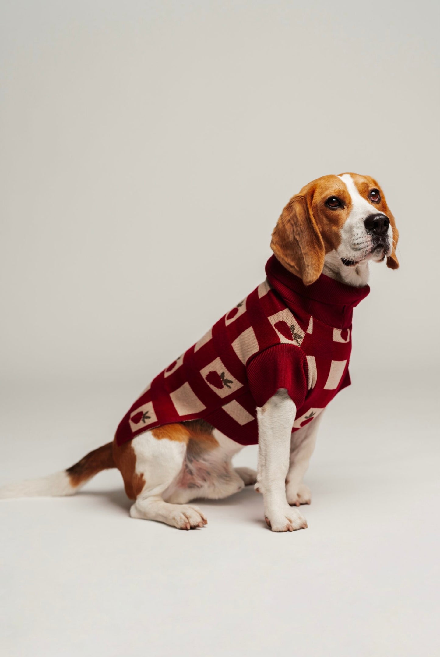 Strawberries dog sweater