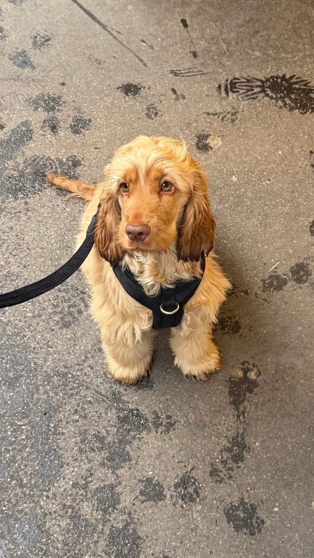 Soft Ribbed Velour Y-Design Dog Harness Black