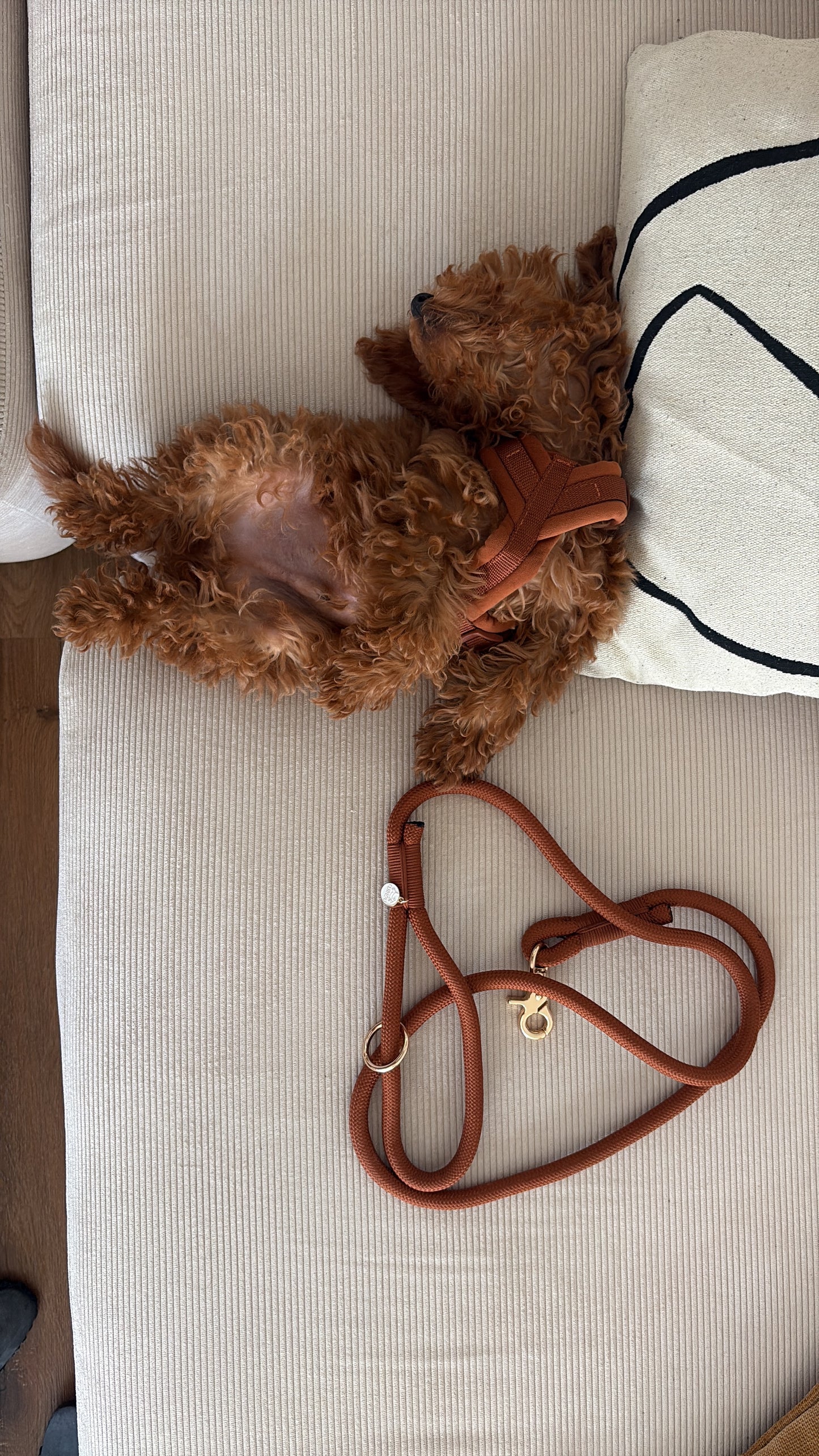 Hands Free Braided Leash clay
