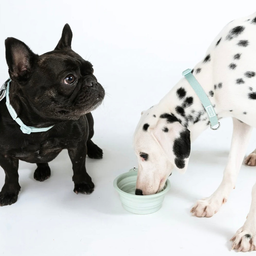 Carryme! Portable water & food bowl for dog