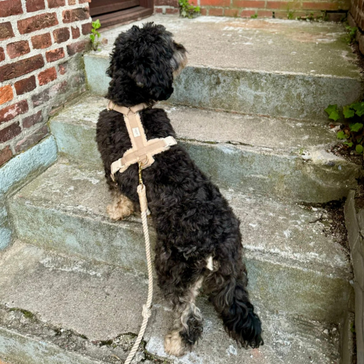 Dog Harness Teddy beige